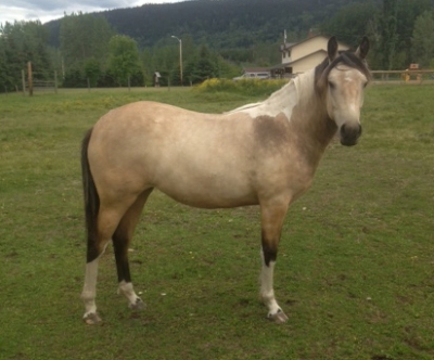 fhord filly for sale in bc