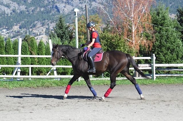 TB gelding for sale in bc canada
