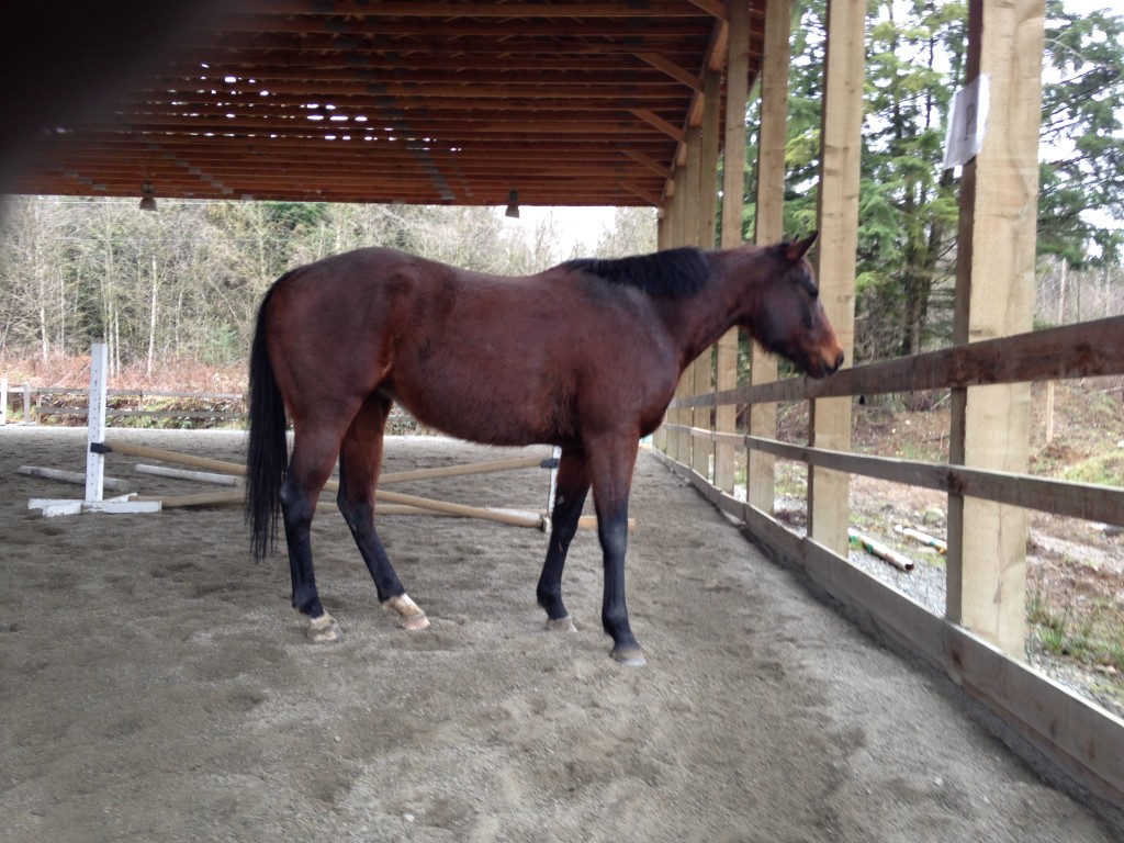 Merit TB mare for sale in Mission bc