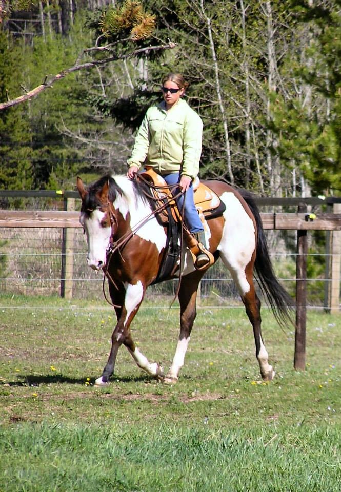 apha finished mare for sale in bc