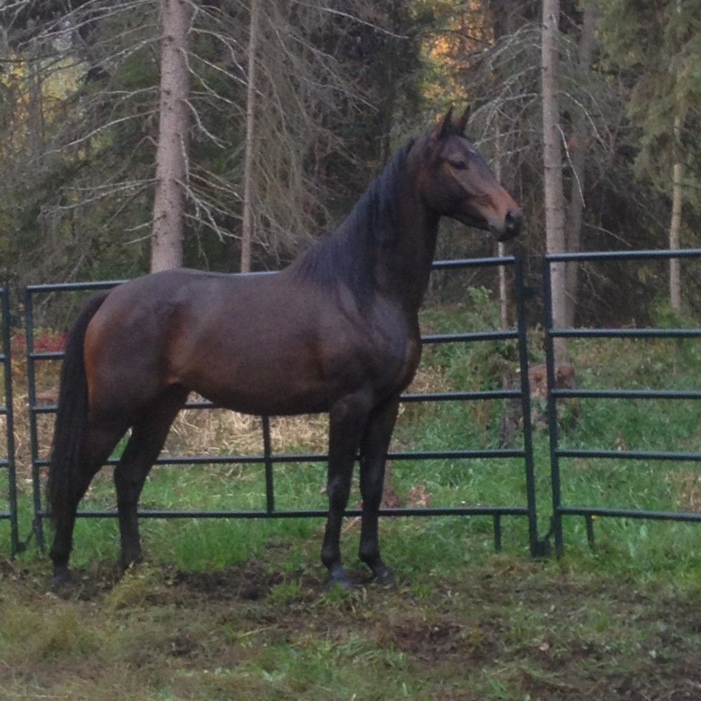 CDn warmbloood mare for sale in bc