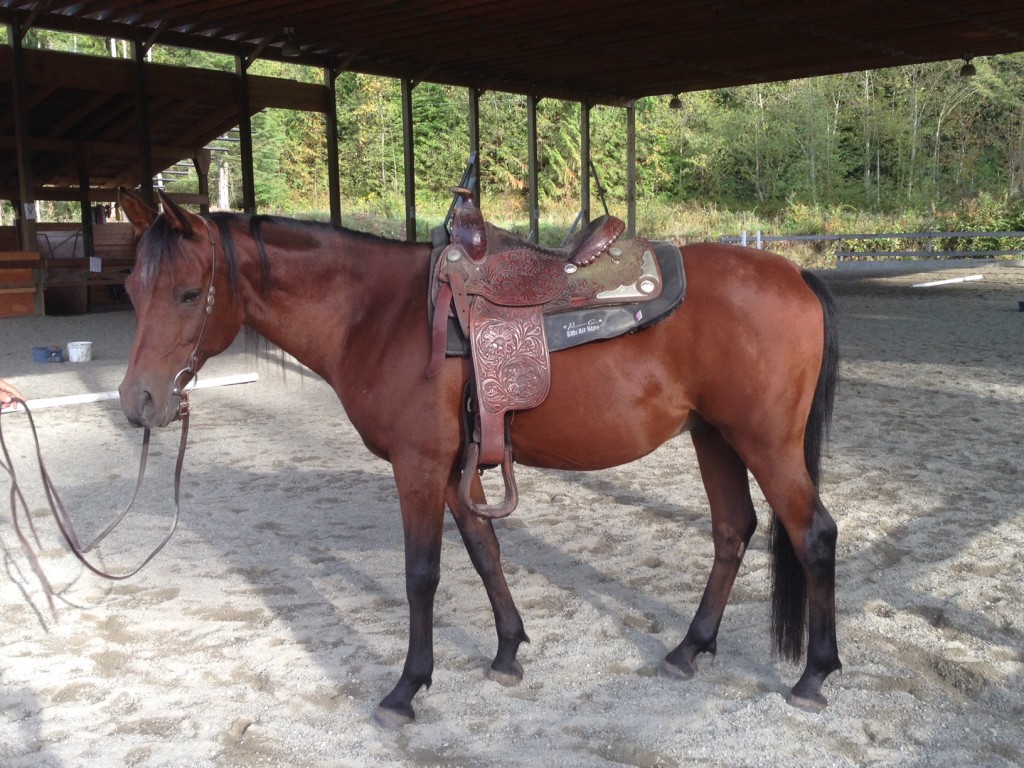 arab gelding show qulaity for sale in mission bc
