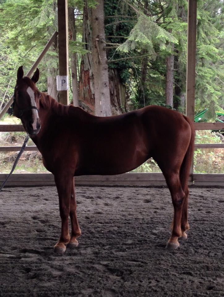 qh mare for sale in bc