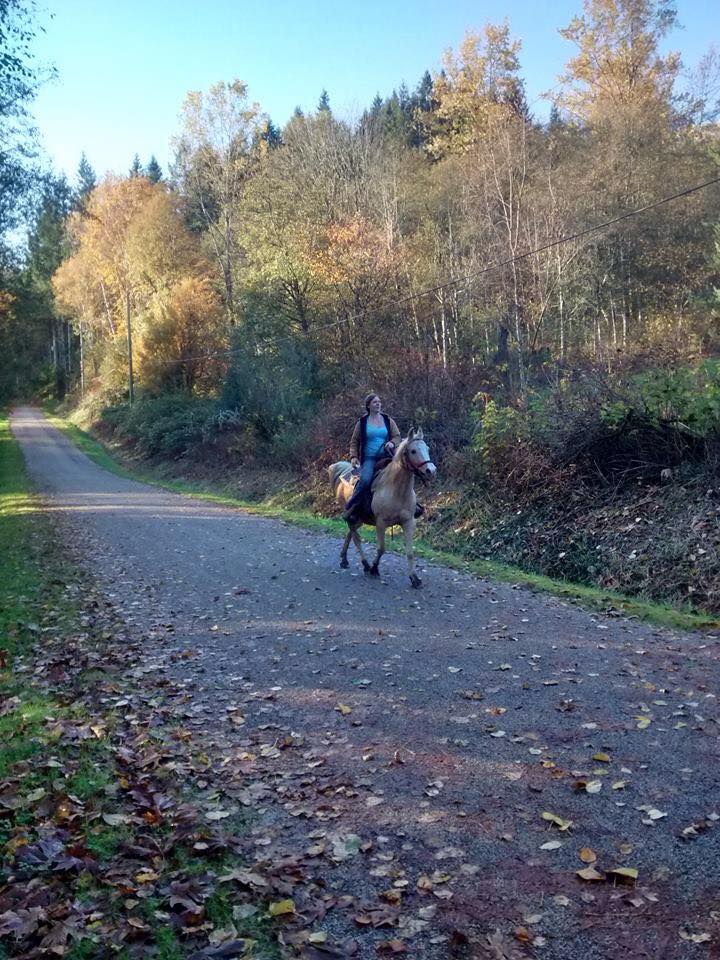 Fawn mare for sale in bc